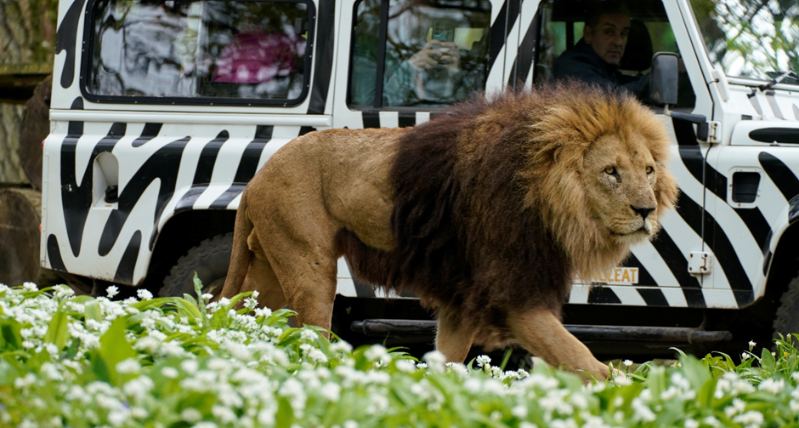 Lions at Longleat Drive Through Safari